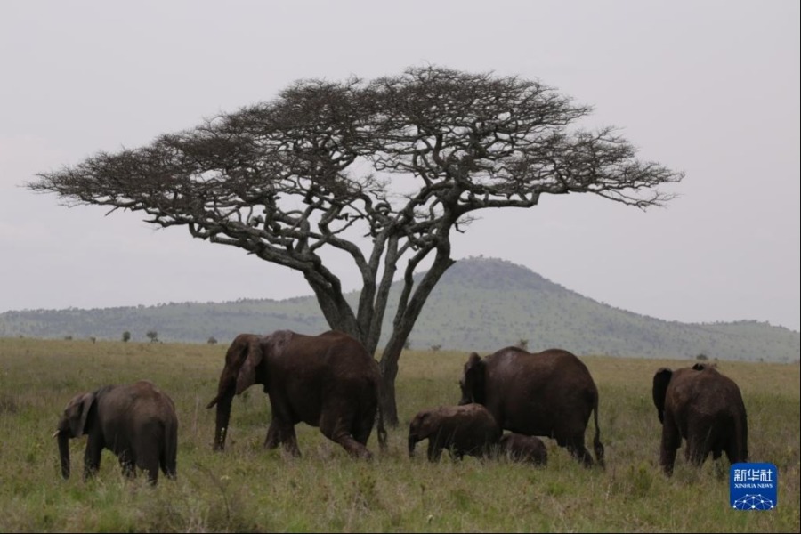 2月10日，在坦桑尼亚塞伦盖蒂国家公园，象群正在行进。新华社发（曹静敏摄）
