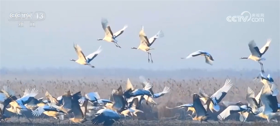 中国部分珍稀野生动物受威胁等级降低 反映生态保护取得成效