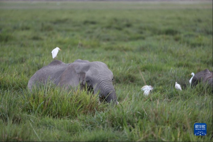 这是6月11日在肯尼亚安博塞利国家公园拍摄的大象。新华社记者 龙雷 摄