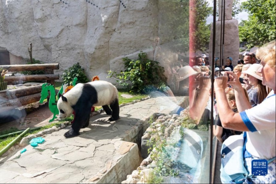 7月31日，在俄罗斯首都莫斯科，人们观看大熊猫“如意”玩耍。新华社记者白雪骐摄
