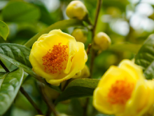 金花茶：金色花儿里的“幸福味道”