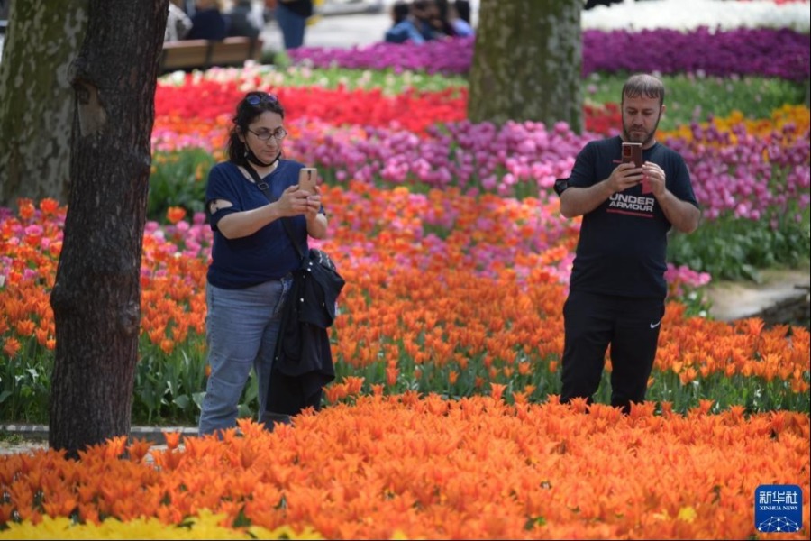 4月25日，游客在土耳其伊斯坦布尔的居尔哈内公园赏花拍照。新华社记者 沙达提 摄