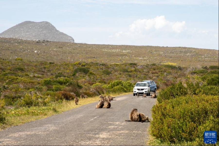 10月27日，在南非开普敦桌山国家公园的好望角区域，游客停车等候狒狒。新华社记者 吕天然 摄