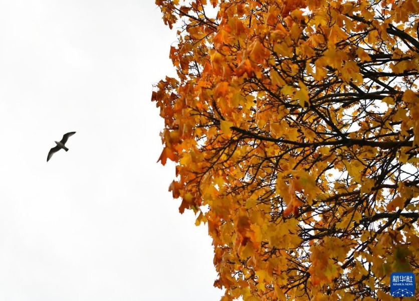 这是10月7日在瑞典斯德哥尔摩拍摄的秋景。新华社记者 任鹏飞 摄