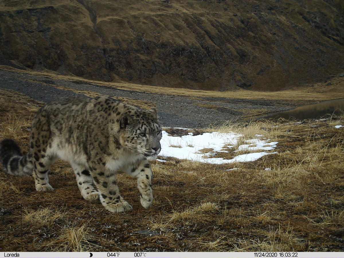 四川卧龙：连续6年监测首次公布雪豹种群数量超46只