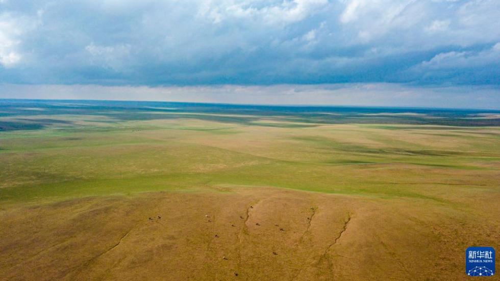 这是5月30日拍摄的内蒙古锡林郭勒盟苏尼特右旗境内的草原风光（无人机照片）。