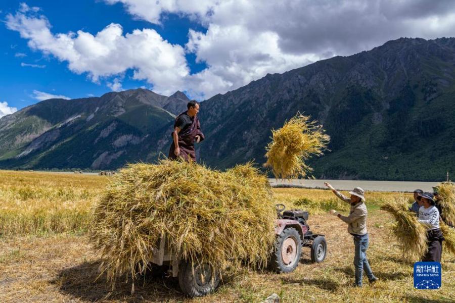 西藏昌都市八宿县然乌镇瓦巴村村民将收割完的青稞装上拖拉机（9月4日摄）。