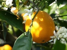 三峡橘正香：一颗“开县春橙”的N种可能