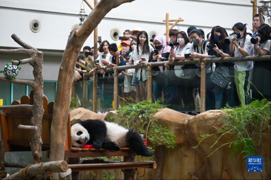 5月31日，在马来西亚吉隆坡附近的马来西亚国家动物园，大熊猫宝宝“升谊”在庆生会上玩耍。新华社记者 朱炜 摄