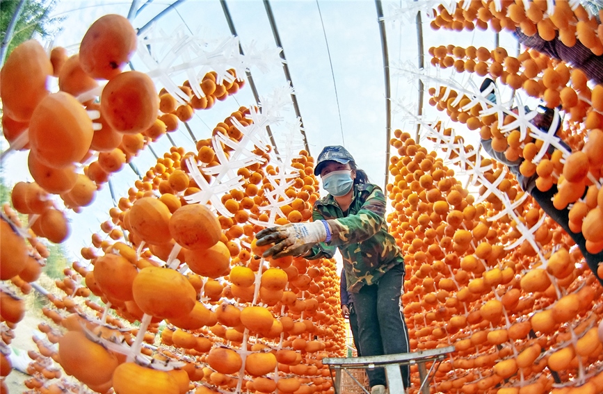 山西新绛：峨嵋岒上“柿”业兴旺