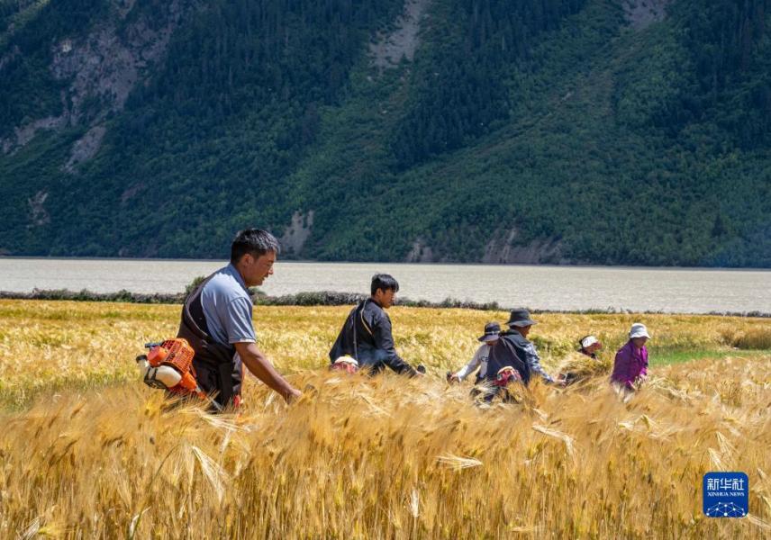 西藏昌都市八宿县然乌镇瓦巴村村民在收割青稞（9月4日摄）。