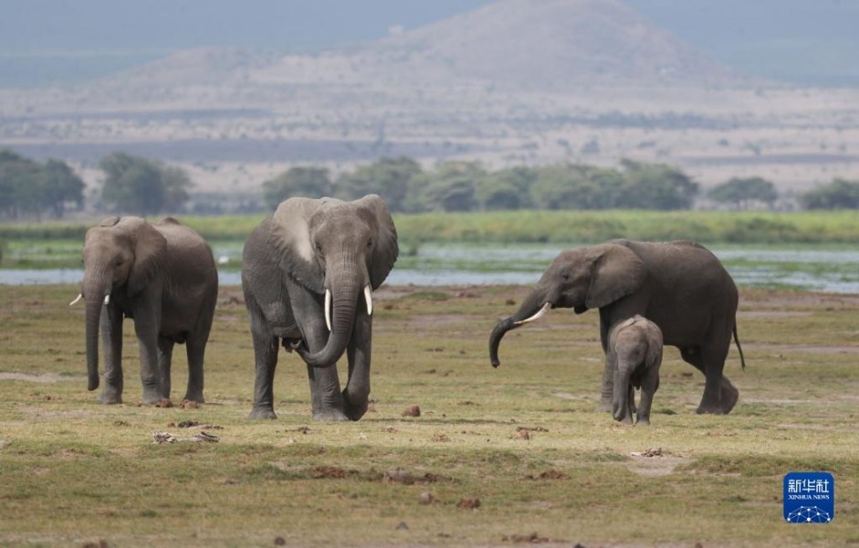 这是6月12日在肯尼亚安博塞利国家公园拍摄的大象。新华社记者 龙雷 摄