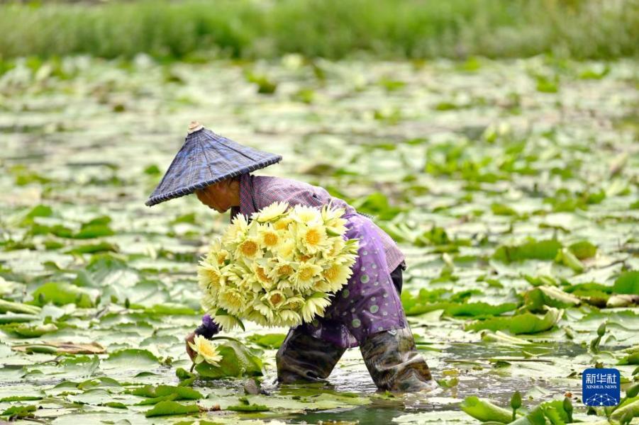 8月30日，在广西柳州市柳江区百朋镇怀洪村，农民在采收莲花。

初秋的田野，处处是收获的忙碌和喜悦。

新华社发（黎寒池摄）