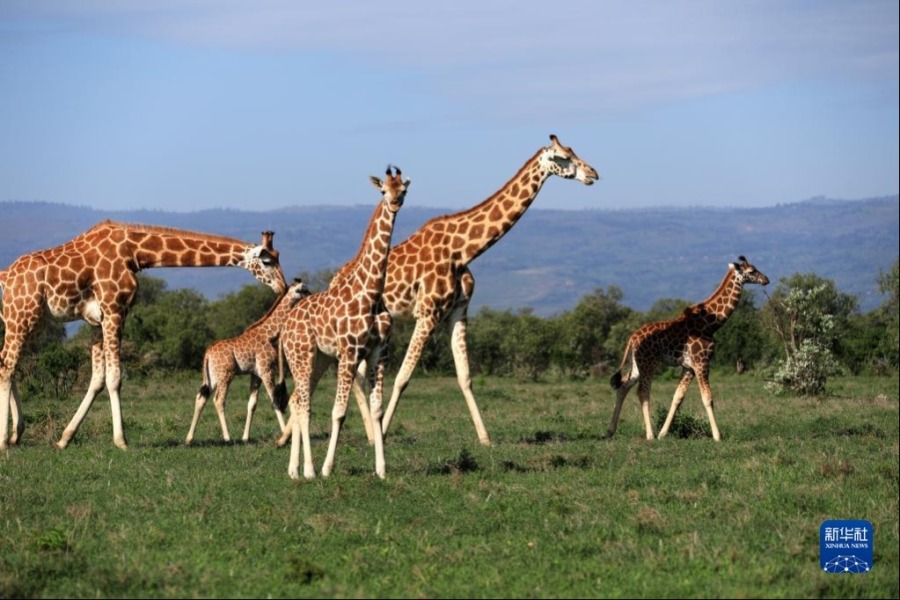 这是5月13日在肯尼亚纳库鲁湖国家公园拍摄的长颈鹿。新华社记者 董江辉 摄