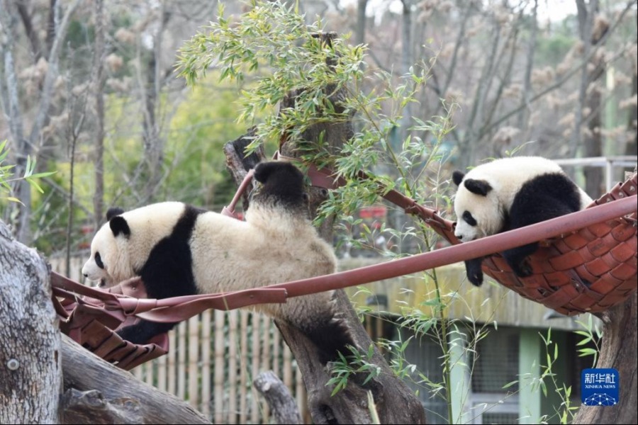 3月7日，大熊猫友友和久久在西班牙马德里动物园内玩耍。新华社发（古斯塔沃·巴连特摄）