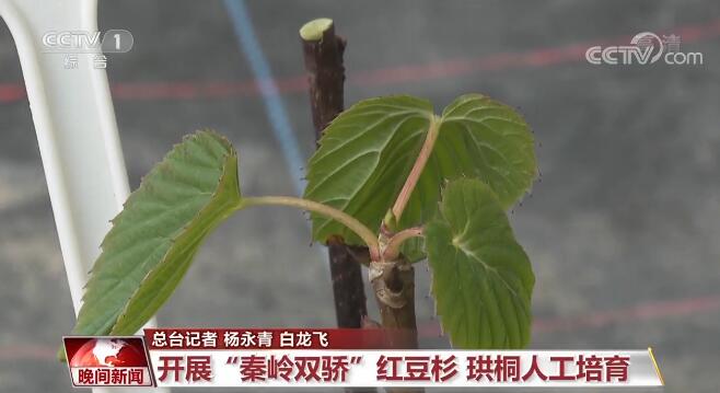 建设美丽中国 | 中国关注旗舰物种保护 逐步构建了野生动植物保护体系