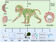 中国科学家首次成功构建胚胎干细胞嵌合体猴