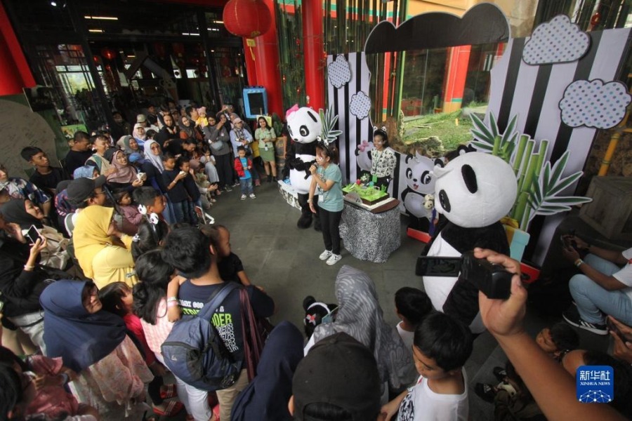 8月5日，在印度尼西亚茂物的印尼野生动物园，人们参加大熊猫“彩陶”的生日庆祝仪式。新华社发（桑迪卡摄）