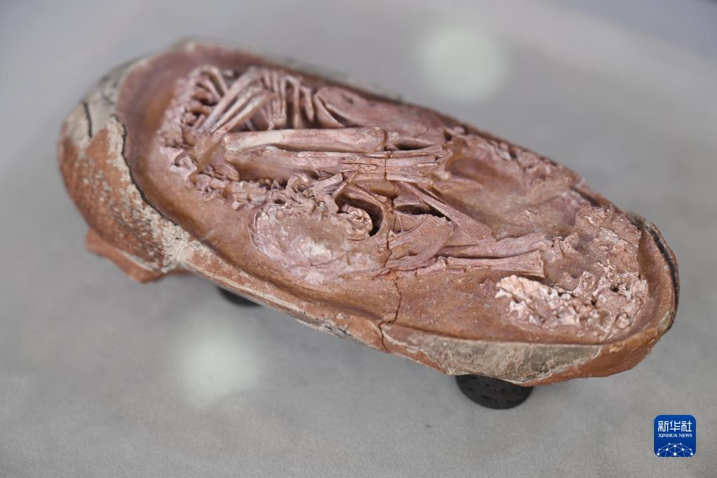 中国发现保存在恐龙蛋化石中的完美胚胎