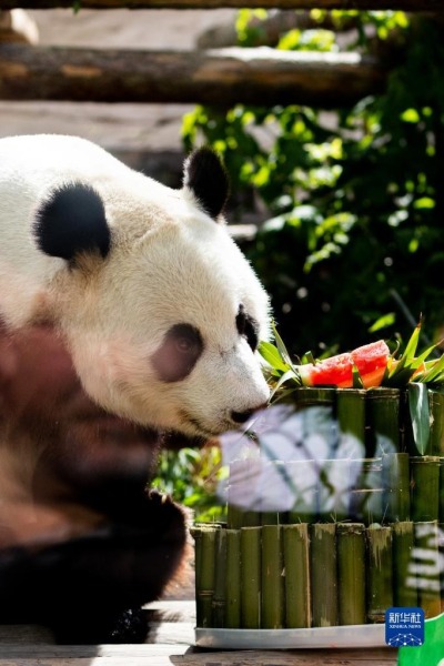 7月31日，在俄罗斯首都莫斯科，大熊猫“如意”享用自己的“生日蛋糕”。新华社记者白雪骐摄