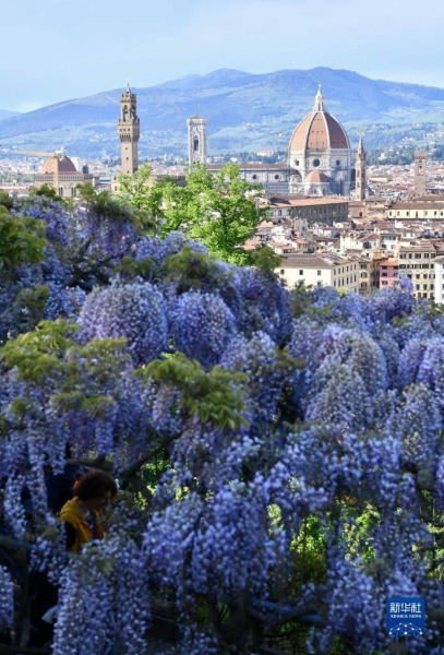 这是4月24日在意大利佛罗伦萨拍摄的紫藤花。新华社记者 金马梦妮 摄