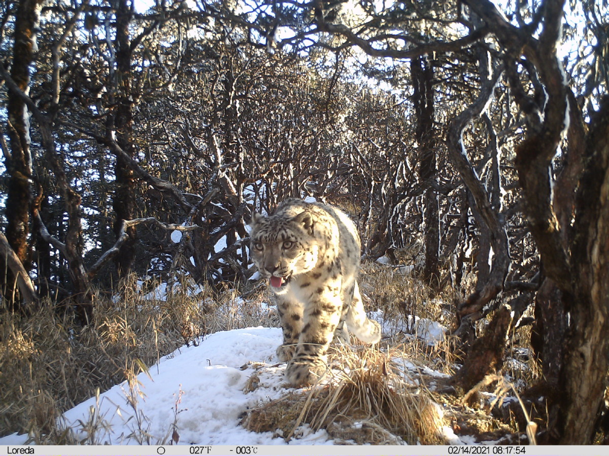 四川卧龙：连续6年监测首次公布雪豹种群数量超46只