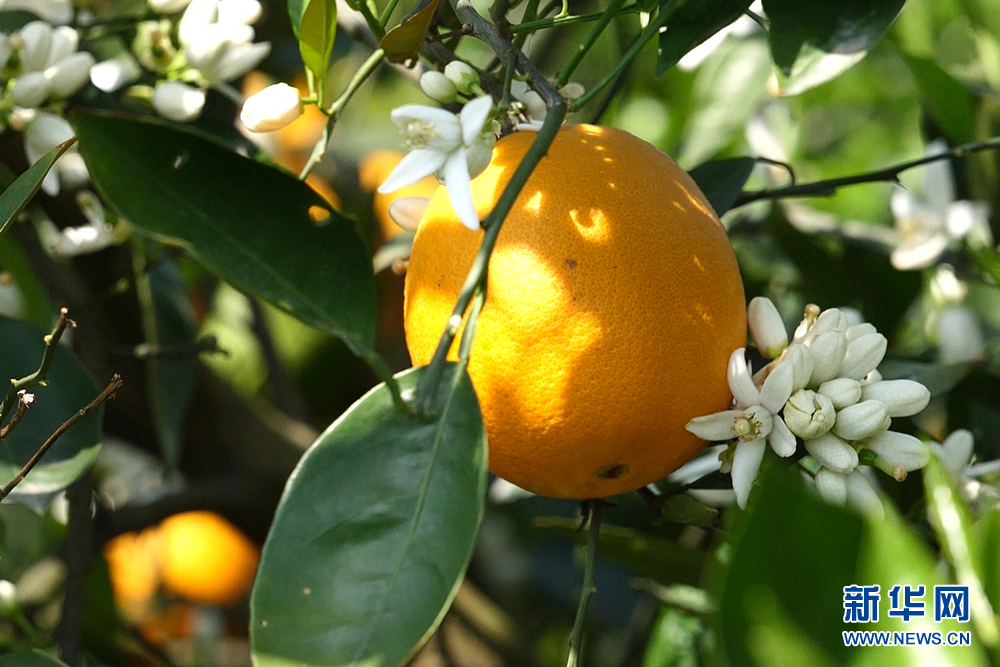 三峡橘正香：一颗“开县春橙”的N种可能