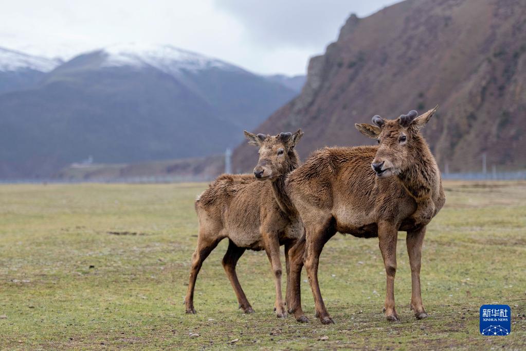 人鹿情缘：青藏高原上的“马鹿俱乐部”