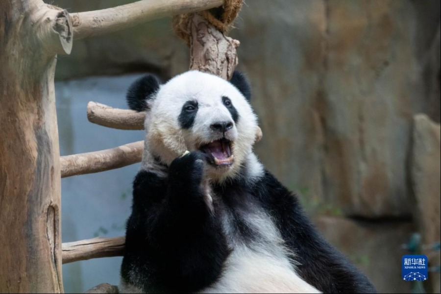 3月11日，在马来西亚吉隆坡，大熊猫“谊谊”在进食。新华社发（张纹综摄）