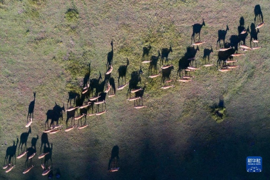 五大连池世界地质公园卧虎山脚的鹿群（8月31日摄，无人机照片）。新华社记者 谢剑飞 摄