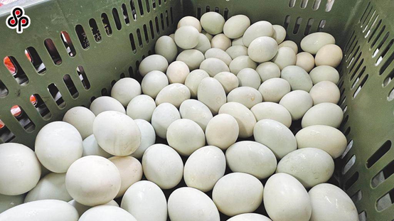 继“鸡蛋荒”之后，台湾养鸭协会理事长：“岛内鸭蛋价格也可能创历史新高”