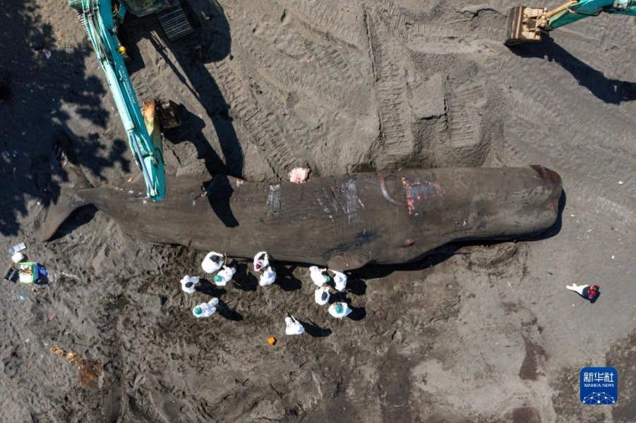 4月6日，在印度尼西亚巴厘岛克隆孔，工作人员对抹香鲸的遗体进行医学检测（航拍照片）。新华社发（迪基 摄）