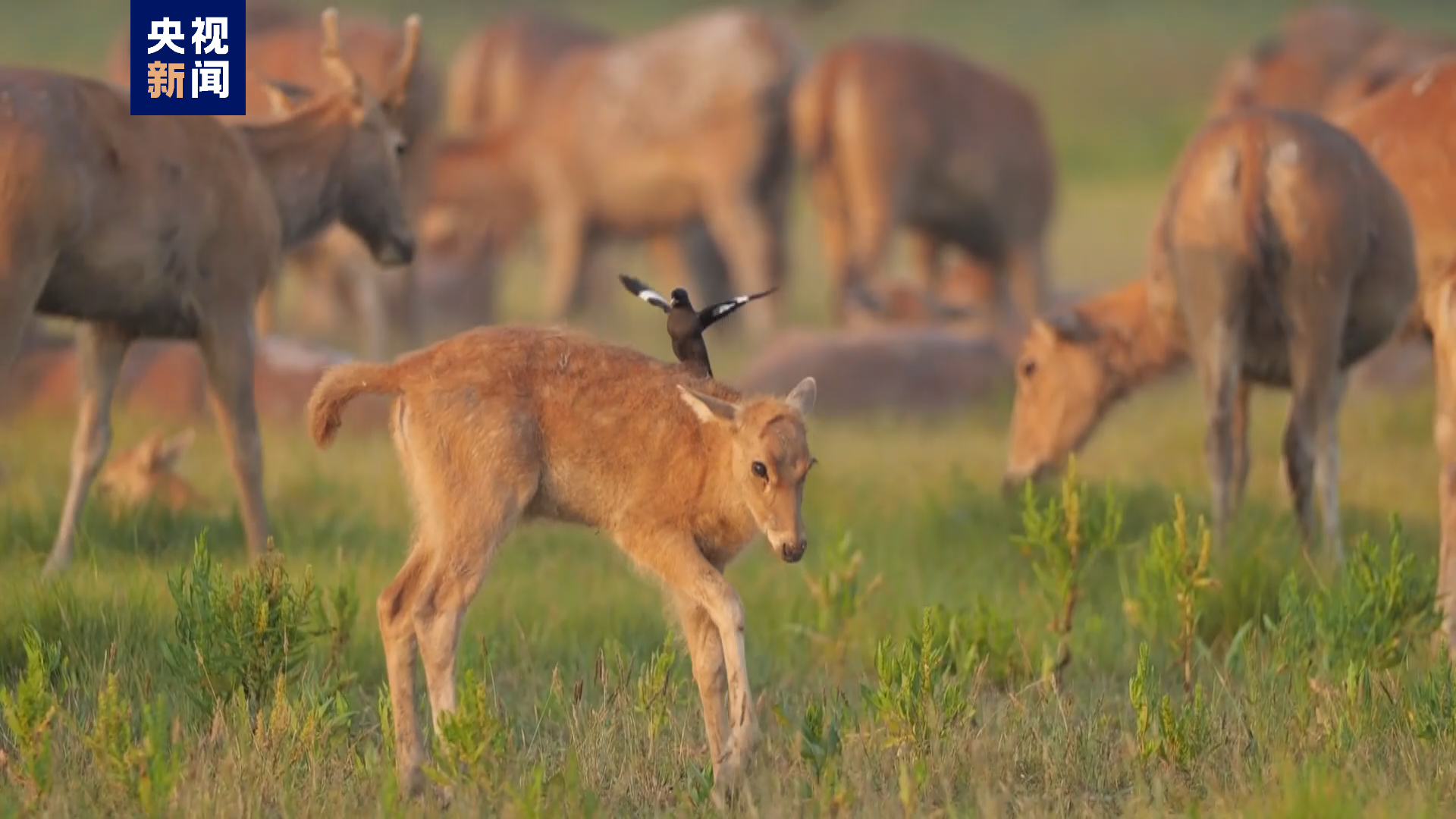 麋鹿种群“迎新”啦！石首麋鹿国家级自然保护区增加新成员
