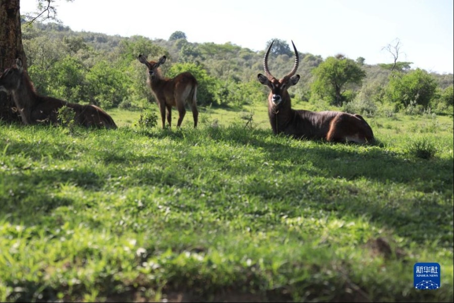 这是5月13日在肯尼亚纳库鲁湖国家公园拍摄的羚羊。新华社记者 董江辉 摄