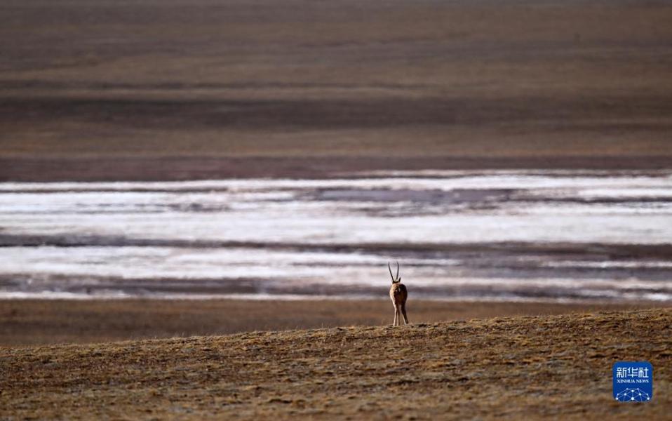 5月28日，一只雄性藏羚羊在可可西里活动。