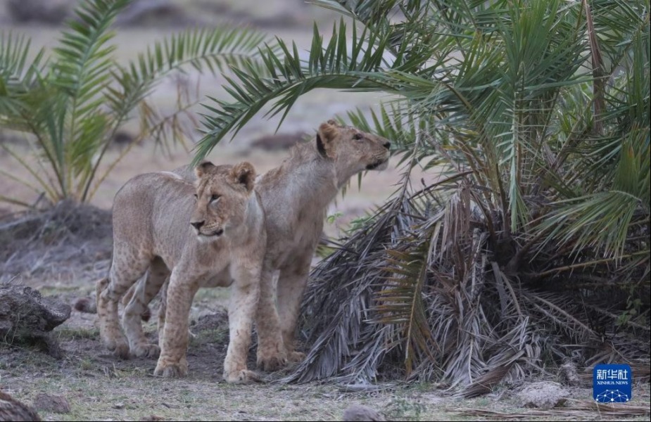这是6月12日在肯尼亚安博塞利国家公园拍摄的狮子。新华社记者 龙雷 摄