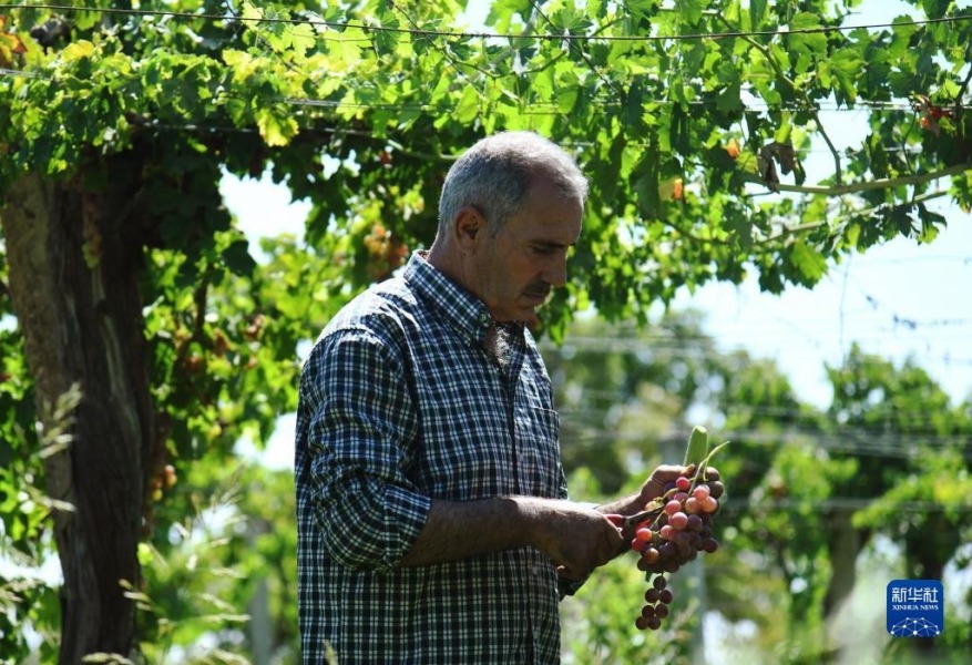 8月29日，在叙利亚大马士革，农民修剪刚收获的葡萄。新华社发（阿马尔·萨法尔贾拉尼摄）