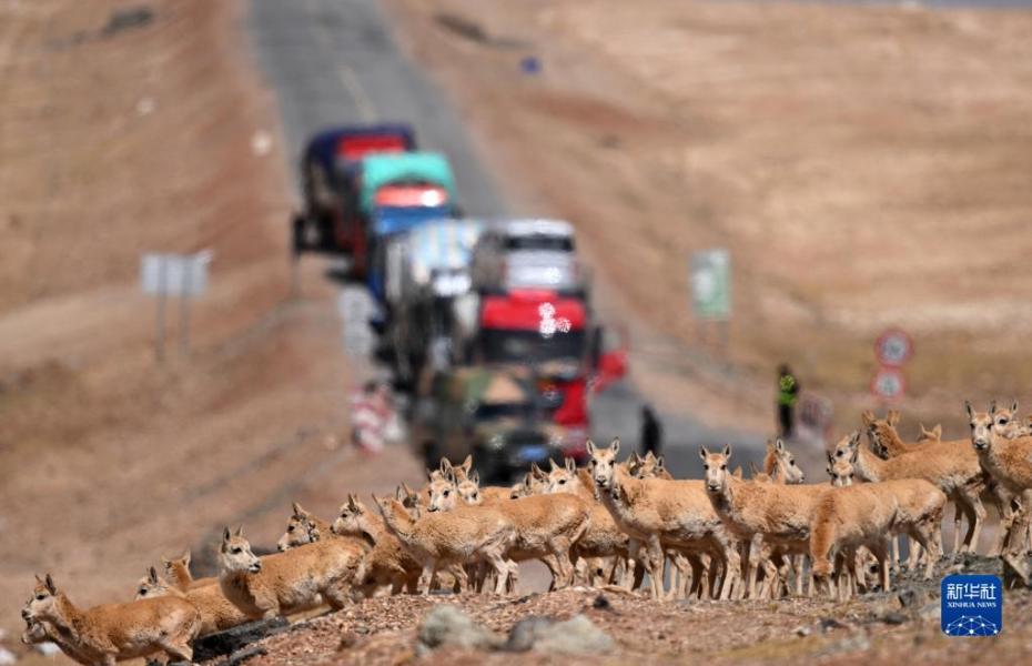 5月29日，在青海可可西里，一群雌性待产藏羚羊通过青藏公路。