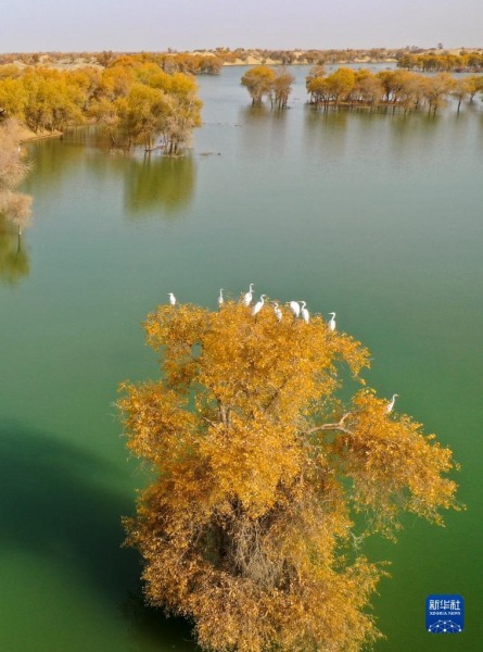这是10月31日在新疆尉犁县罗布淖尔国家湿地公园拍摄的胡杨（无人机照片）。