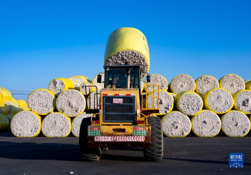 工人在新疆沙湾市一家轧花厂里操作机械搬运新收购的籽棉（10月22日摄）。