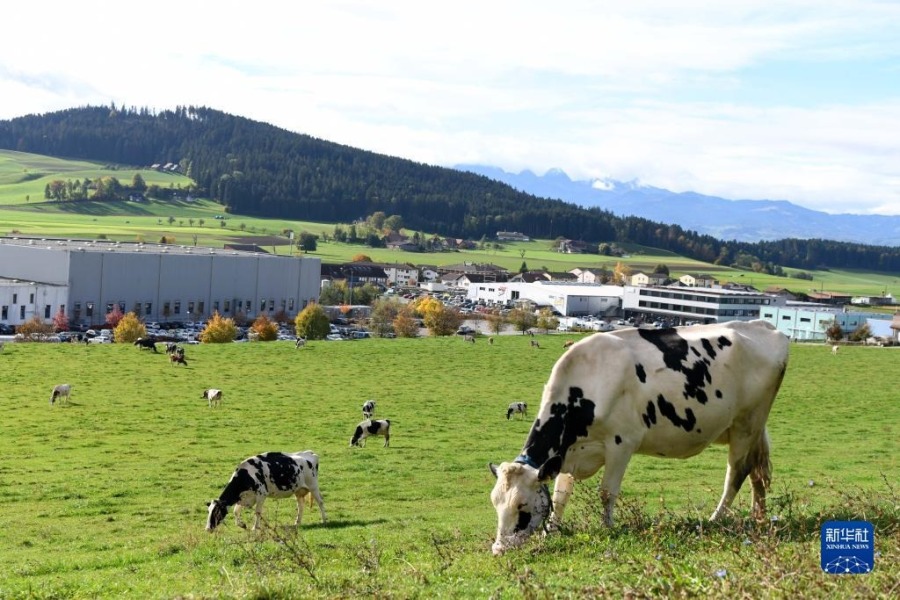 这是10月31日在瑞士科诺尔芬根雀巢工厂外的牧场拍摄的奶牛。新华社记者 连漪 摄