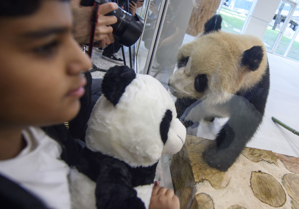 “国宝”抵达卡塔尔 开启中国与中东地区首个大熊猫项目合作