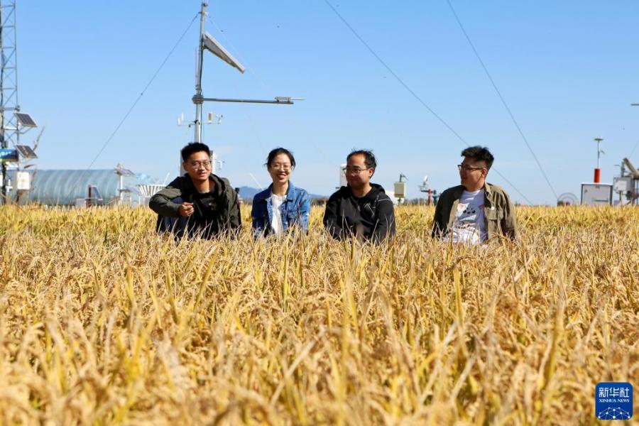 在富锦市现代农业万亩水稻科技示范园实验基地，四名青年气象员在工闲时休息聊天（9月23日摄）。
