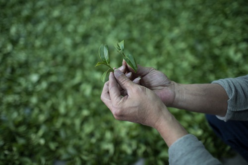 【台媒观察】茶香飘两岸，牵手谋福祉：“西湖·日月潭”两湖论坛探索共赢路