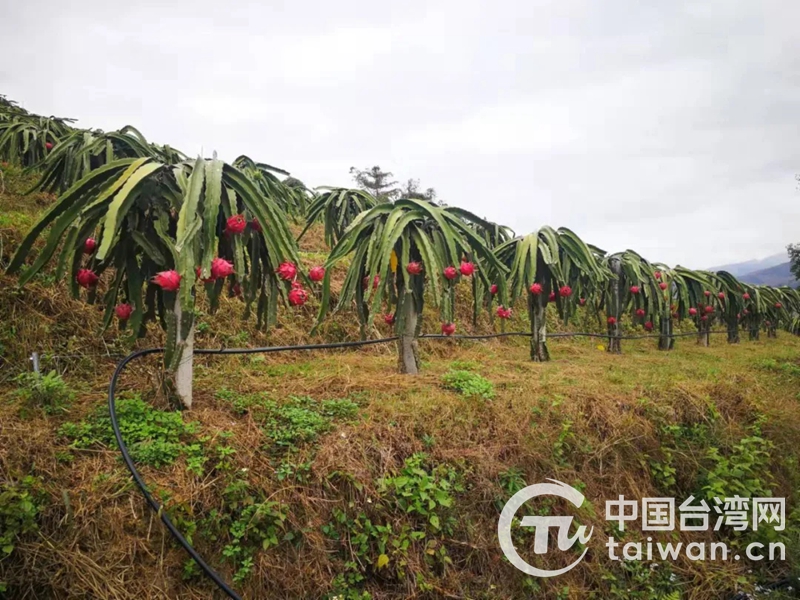 台湾品种和技术融入黔西南 “黔龙果”助农增收更红火