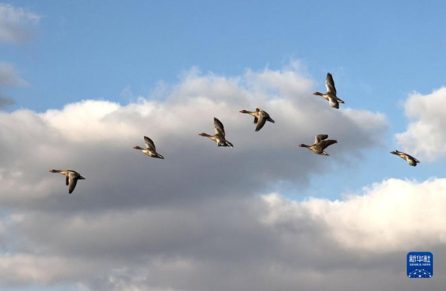 11月12日，在黄河三角洲国家级自然保护区，一群灰雁在飞翔。