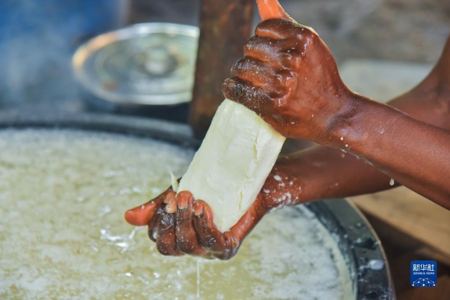 11月16日，在喀麦隆南部大区曼贡市一村庄，一名妇女从水中捞出发酵好的木薯根准备制作木薯棒。新华社发（科普索摄）