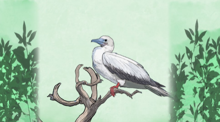 白鲣鸟——西沙群岛的“掌上明珠”