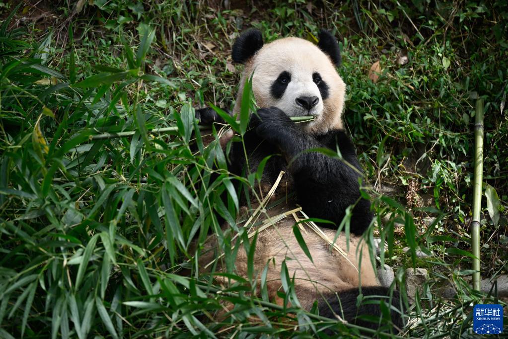 大熊猫“四海”“京京”启程前往卡塔尔 中卡开展保护研究合作