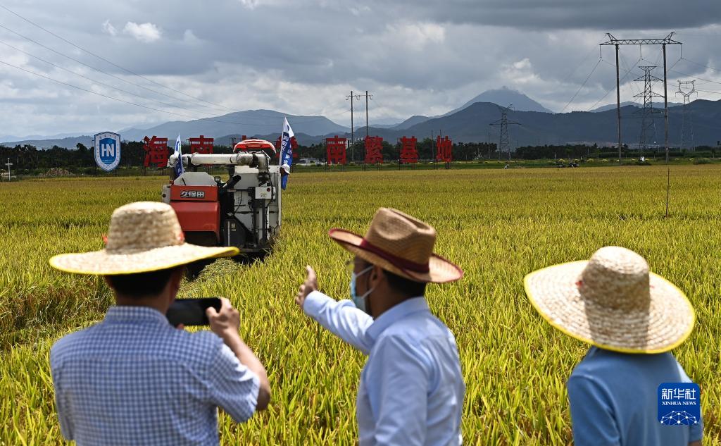 海南杂交水稻攻关示范项目2022年双季早稻测产